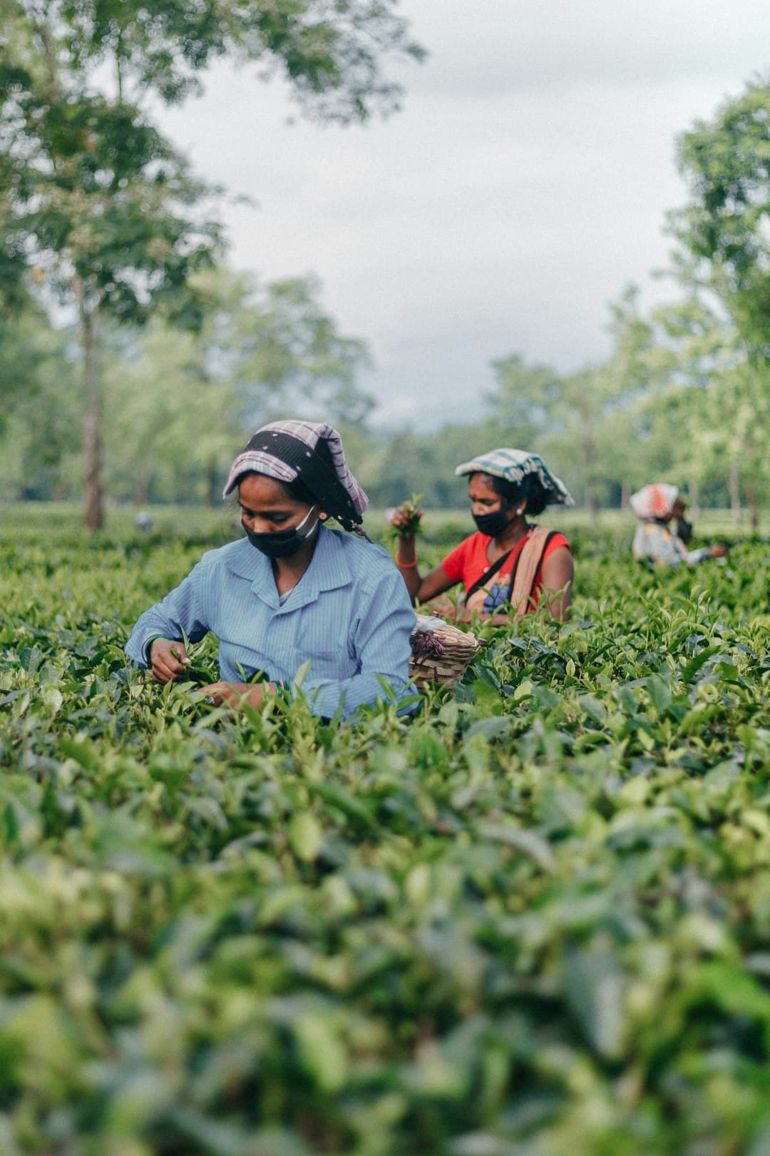 A lush, green tea plantation stretching across rolling hills under a bright sky.